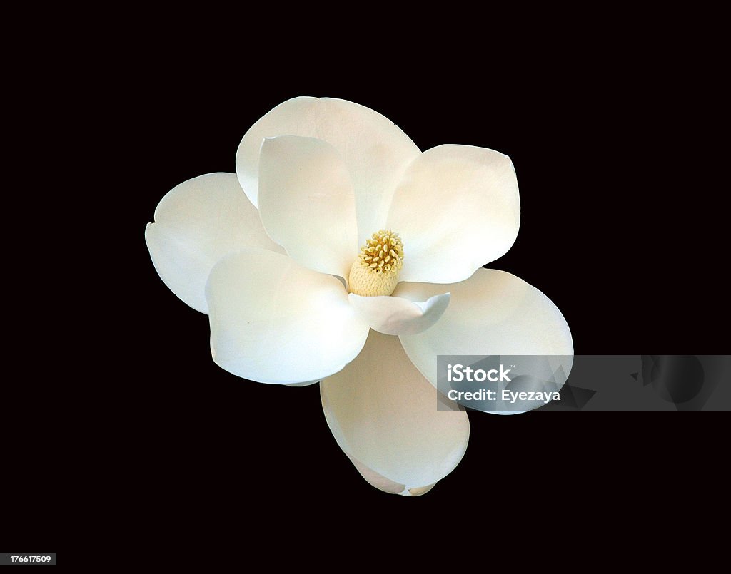 マグノリアにブラック - 一輪の花のロイヤリティフリーストックフォト
