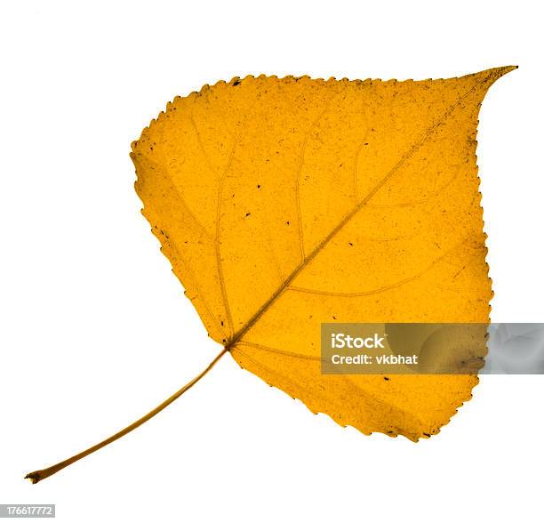 Cottonwood Leaf Stockfoto und mehr Bilder von Schwarzpappelblatt - Schwarzpappelblatt, Orange - Farbe, Baum