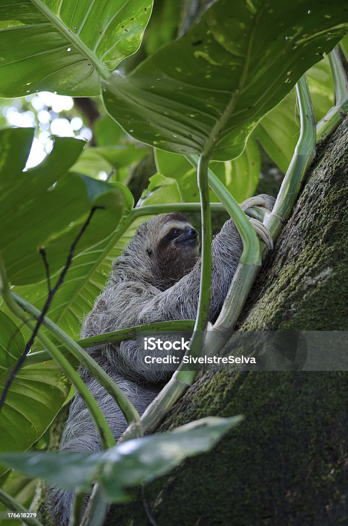 Preguiça de Três folhas escaladas atrás - Foto de stock de América Central royalty-free