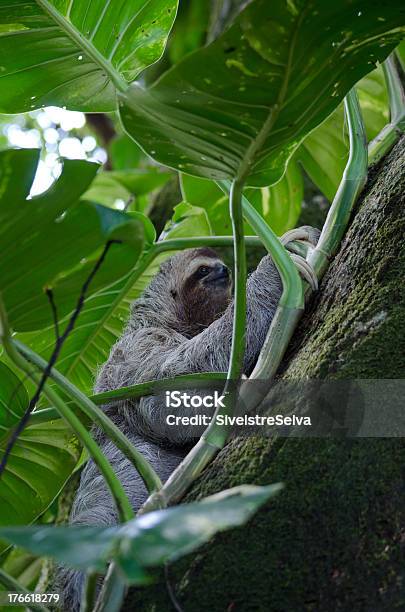 Foto de Preguiça De Três Folhas Escaladas Atrás e mais fotos de stock de América Central - América Central, Animal selvagem, Bicho Preguiça