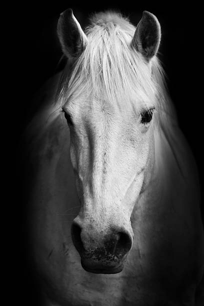 Portrait of a white horse. White horse's black and white art portrait. animal neck photos stock pictures, royalty-free photos & images