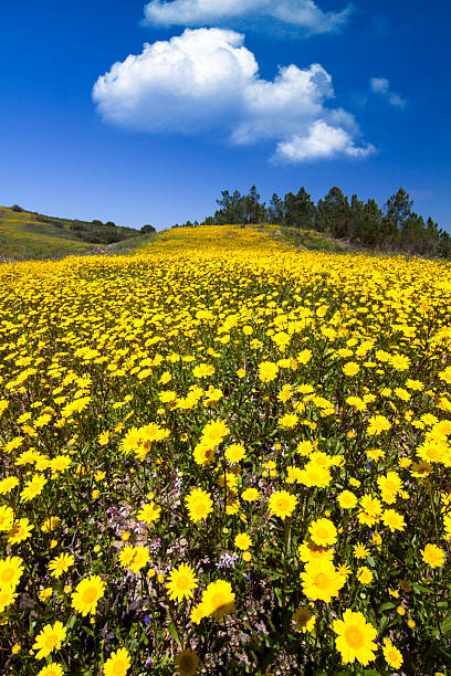 istock hill of yellow marigold flowers 176618807