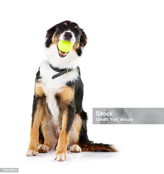 Photo libre de droit de Cest Ma Balle banque d'images et plus d'images libres de droit de Chien - Chien, Balle ou ballon, Sphère