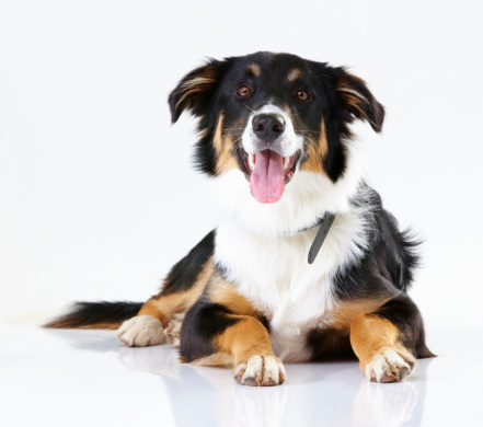 Healthy young border collie looking at you while isolated on white