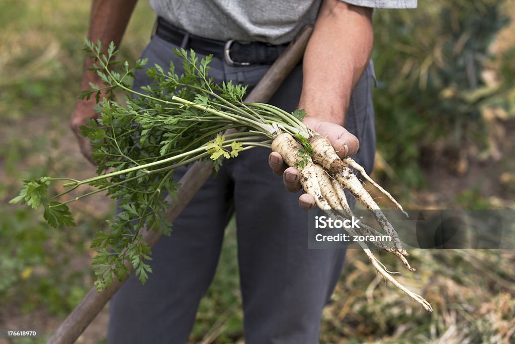 Organic Prezzemolo - Foto stock royalty-free di Prezzemolo