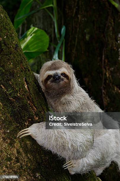 Три Мыском Из Манго Дерево Sloth Восхождение — стоковые фотографии и другие картинки Ленивец - Ленивец, Коста-Рика, Вертикальный
