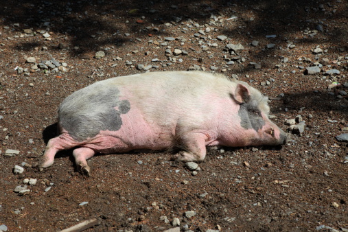 Female pig resting on the sun...