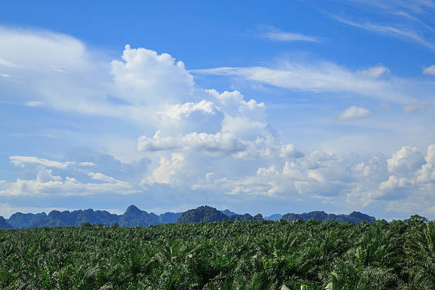 oil palm estate stock photo