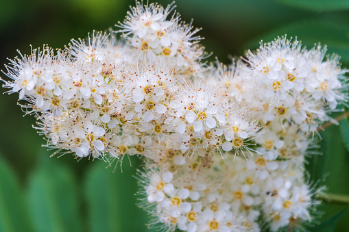 Oak-leaved spirea, Spiraea chamaedryfolia, blooms luxuriantly with small white flowers in the garden. Magnificent shrub Spiraea chamaedryfolia