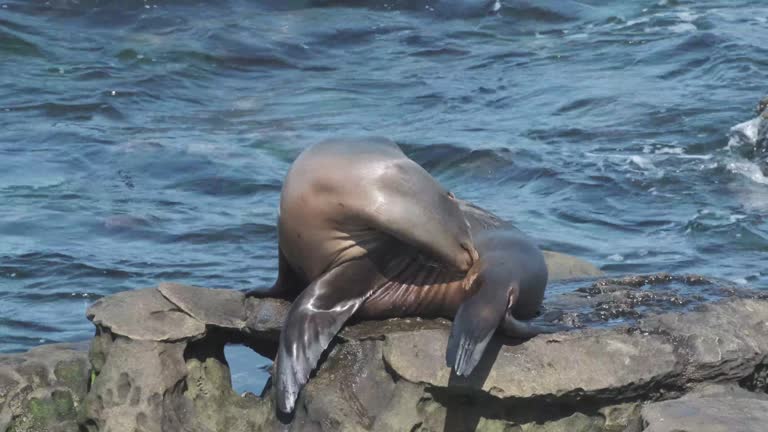 A sea lion scratching his nose with hind flipper on sunny Californian coast with waves behind him. He cleans him self and sunbaths.