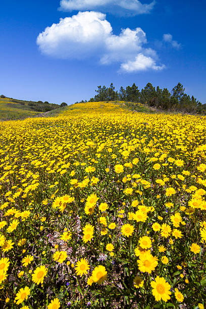 istock hill of yellow marigold flowers 176621848