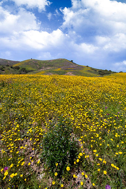 istock hill of yellow marigold flowers 176621849