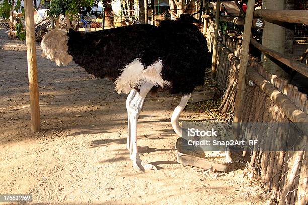 Struzzo Mangiare Con Il Collo Piegato - Fotografie stock e altre immagini di Africa - Africa, Animale, Aperto