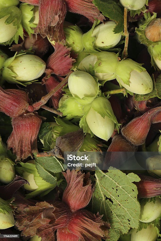 FRAIS hazel noix cobnuts Plein cadre - Photo de Aliment libre de droits