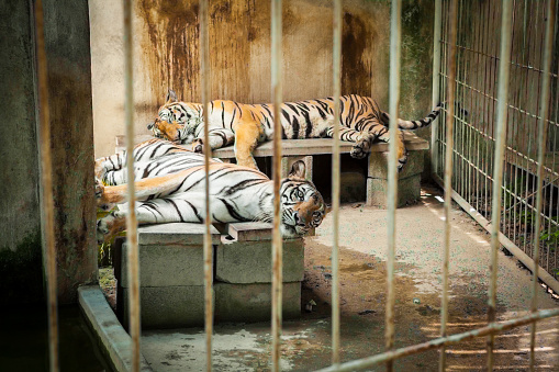 Two Tigers  trapped in a cage zoo.