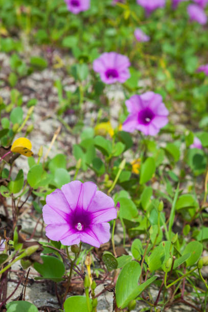 istock Morning Glory on the beach in the morning. 1766237145