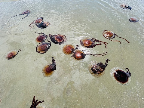 A large amount of stranded jellyfish line the sand at a beach.