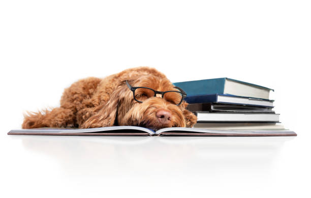 istock Smart dog sleeping on book next to books while wearing glasses. 1766237834