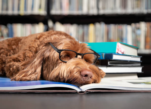 istock Dog sleeping on book in front of defocused book shelfs in library. 1766237848