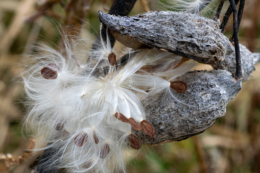 Close up of swamp milkweed, Asclepias incarnata,  seeds, coma (white fluff), and follicles (seed pods). Iowa, USA.