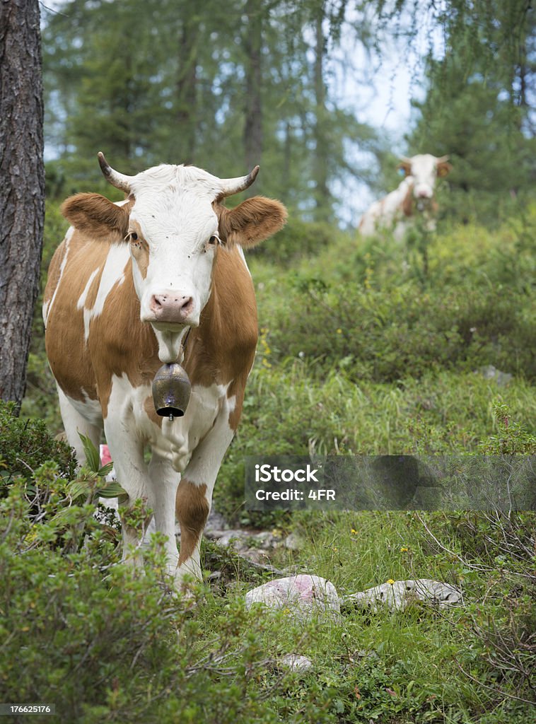 Vaca, pastagens alpinas - Royalty-free Agricultura Foto de stock