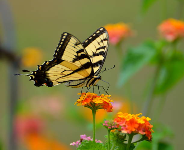 istock Eastern Tiger Swallowtail Butterfly 176625207