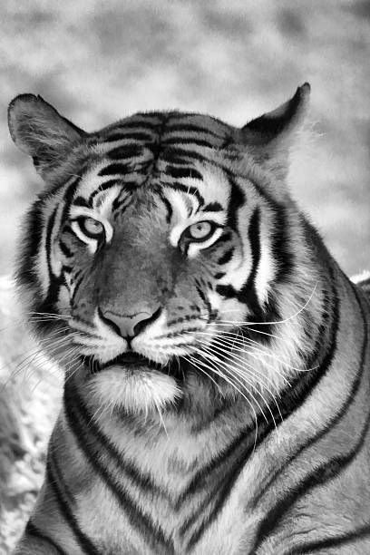 istock Tiger Face Portrait B&W 176625235