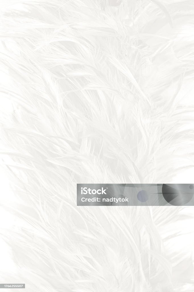 White Feature Texture White Feather Wooly Pattern Texture Background Stock Photo - Download ...