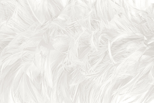 white feather wooly pattern texture background