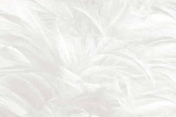 Photo of white feather wooly pattern texture background