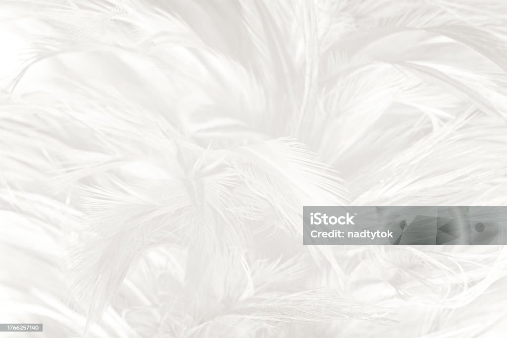 White Feature Texture White Feather Wooly Pattern Texture Background Stock Photo - Download ...