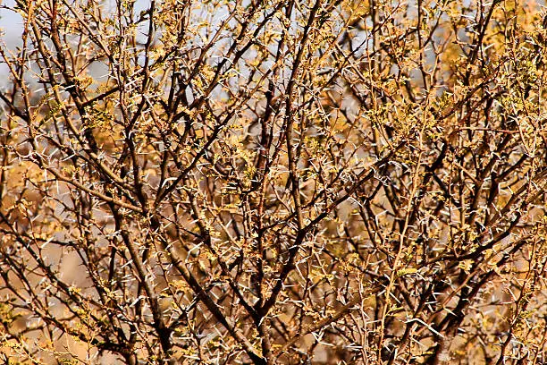 Photo of Bushveld Thorn Tree Mesh