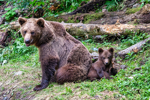 Wild brown bear in Romania