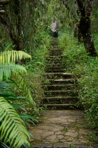 熱帯雨林のジャングルの中にあるビンテージの石の階段 - rock staircases ストックフォトと画像