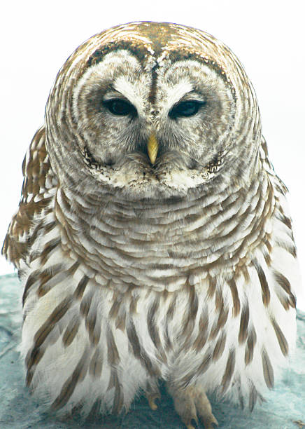 istock Barred owl close up 176626485