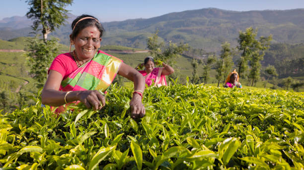 tamil pickers collecting tea leaves on plantation, southern india - tea crop picking indian culture tea leaves imagens e fotografias de stock