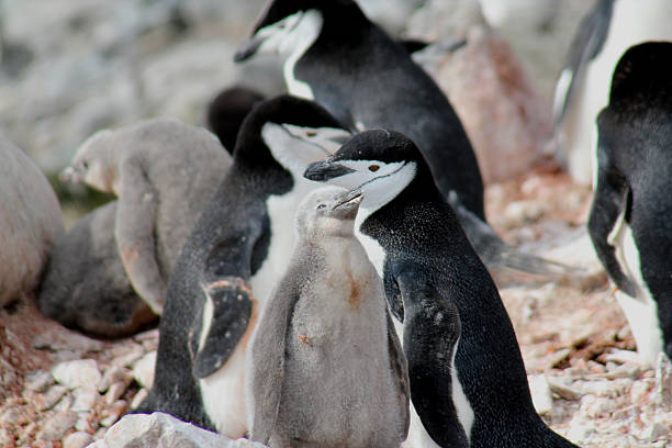 Chinstrap Penguins and Chick in Antarctica