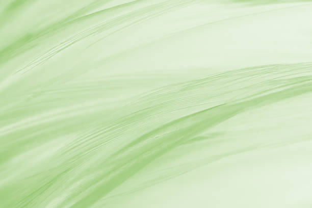 istock Beautiful light green color trends feather texture pattern pastel background 1766268907