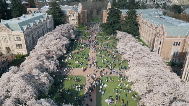 Aerial shot of students relaxing at the University of Washington surrounded by cherry blossoms