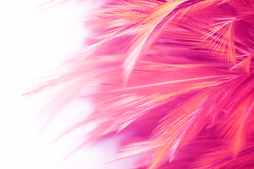 Beautiful pink purple magenta feather texture pattern background