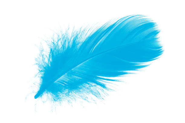 istock Beautiful feather color blue isolated on white background 1766268949
