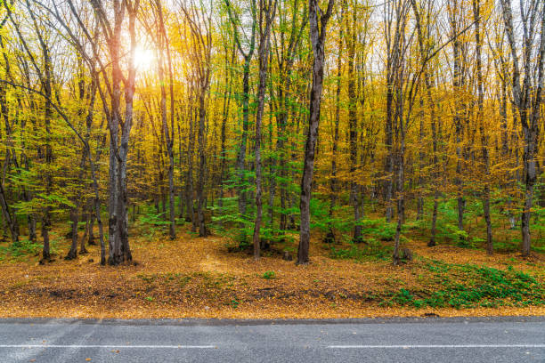 istock Asphalt road through yellow autumn forest 1766269013