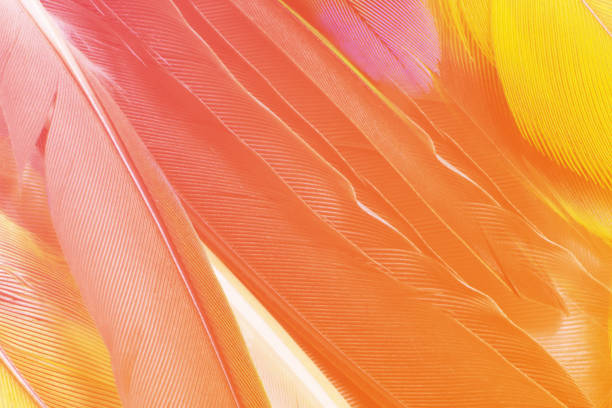 istock Beautiful orange pink yellow color trends feather parrot pattern texture background 1766269026