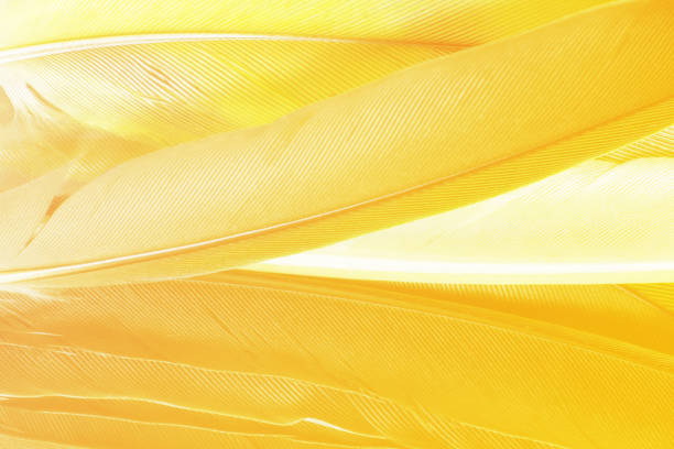 Beautiful yellow color trends parrot feather pattern texture background