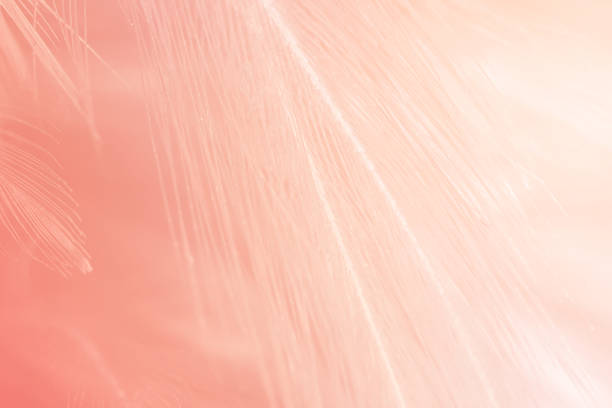 istock Beautiful soft pink color trends feather pattern texture background with orange light 1766269081