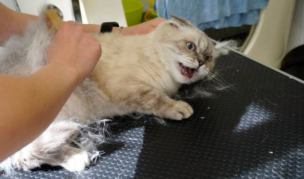 istock cat visits groomer, groomer brushing a cat 1766269277