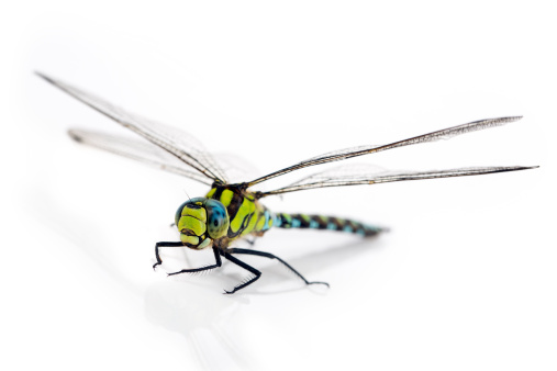 Top view of green dragonfly isolated in white background. Transparent wings insect. Selective focus on bug body.