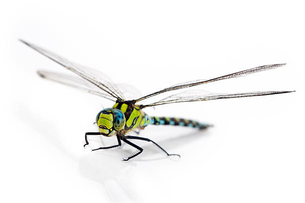 libélula isolado a branco - flugel imagens e fotografias de stock