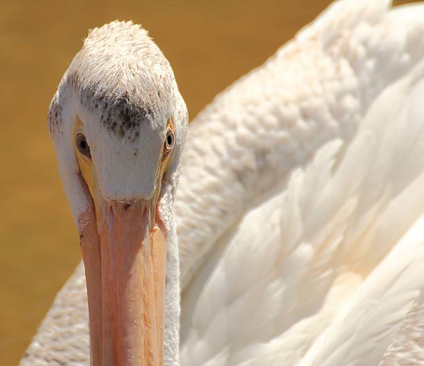 white pelican on lake fishing