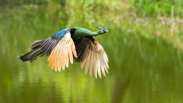 istock Green peafowl flying above water 1766284257